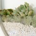 Kim Fisher, Circular Planters, interior design, wallhanging planters, vertical gardens, garden design, flower design, indoor garden creation, round planters, transparent planters, green planters, diy gardens, interior gardens, wall terrariums